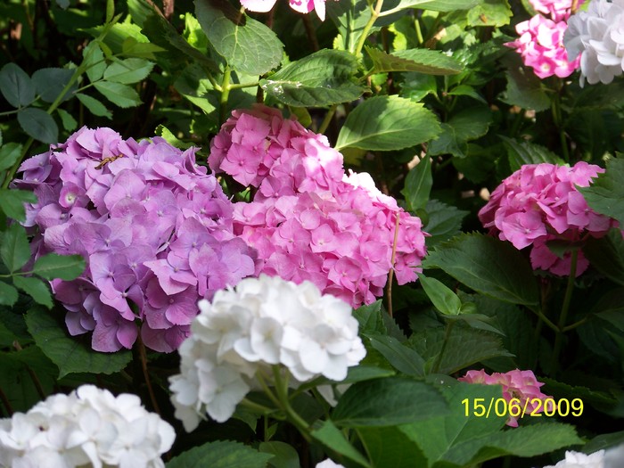 100_4826 - Hortensia