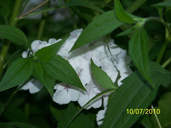 100_5130 - Hortensia