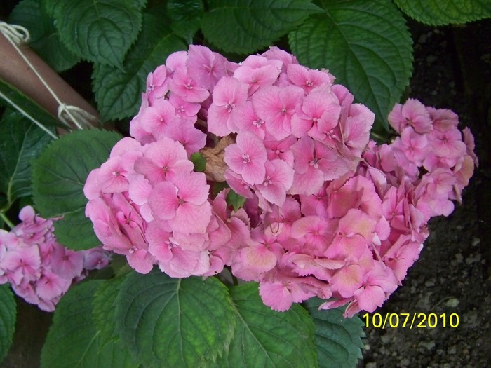 100_5148 - Hortensia