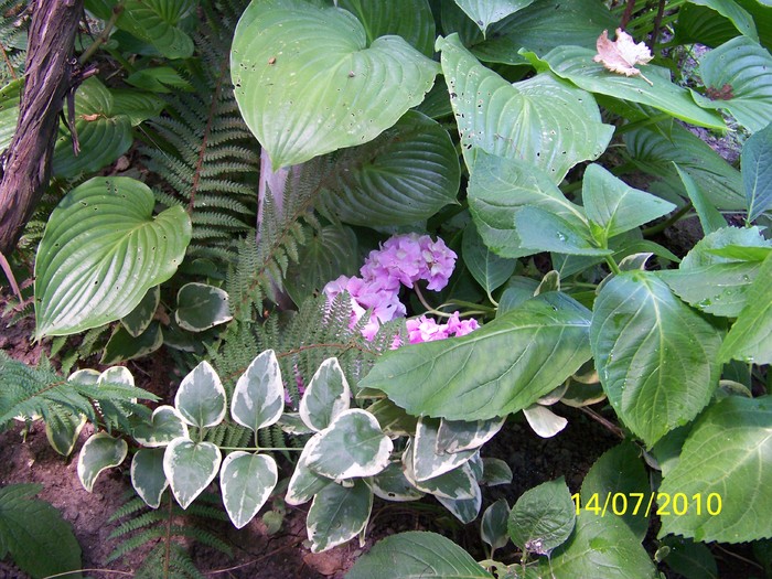 100_5479 - Hortensia