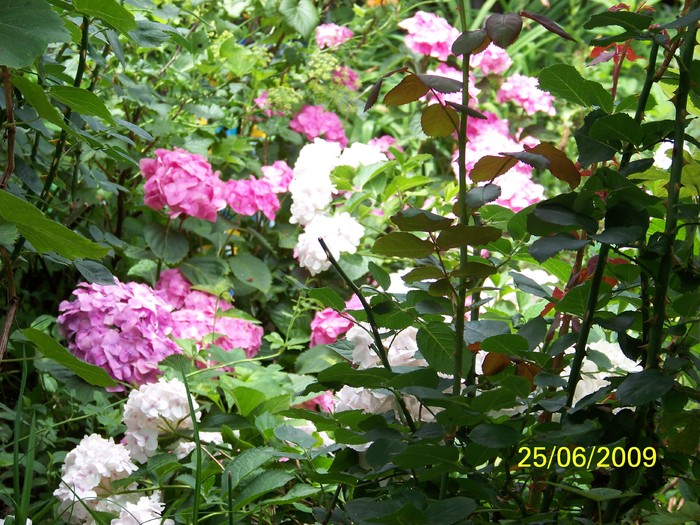 100_5890