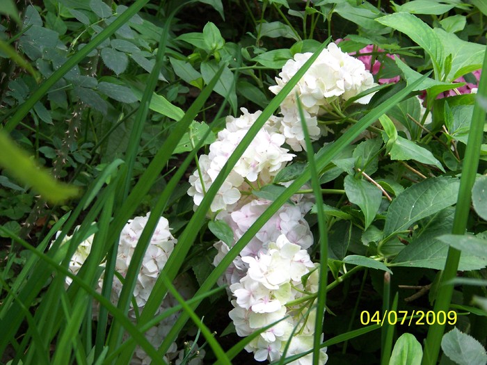 100_6867 - Hortensia