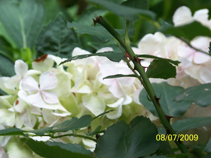 100_7220 - Hortensia