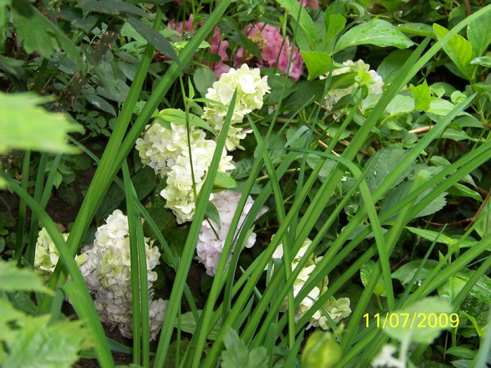 100_7543 - Hortensia