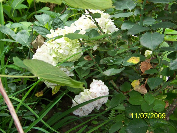 100_7544 - Hortensia