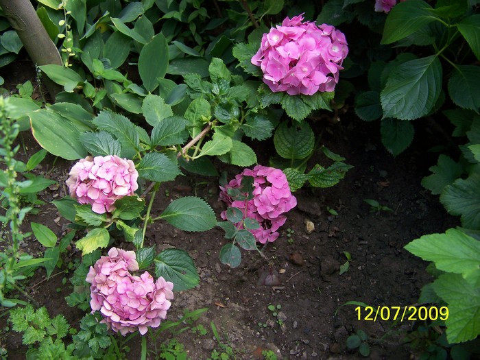 100_7642 - Hortensia