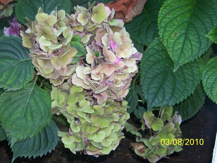100_8197 - Hortensia