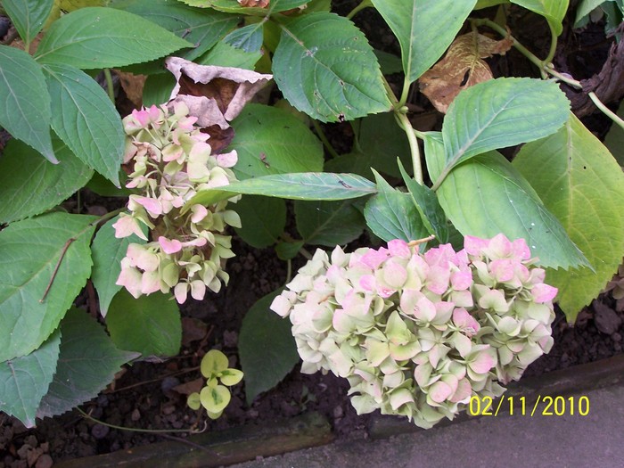 100_8351 - Hortensia