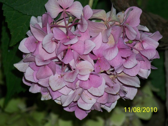 100_8692 - Hortensia