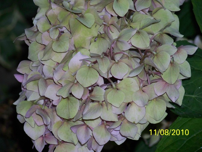 100_8693 - Hortensia