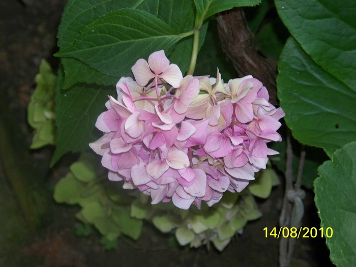 100_8767 - Hortensia