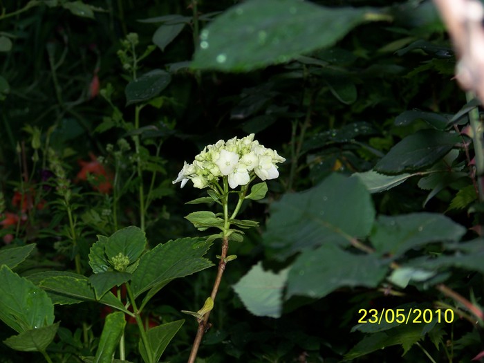 100_9428 - Hortensia