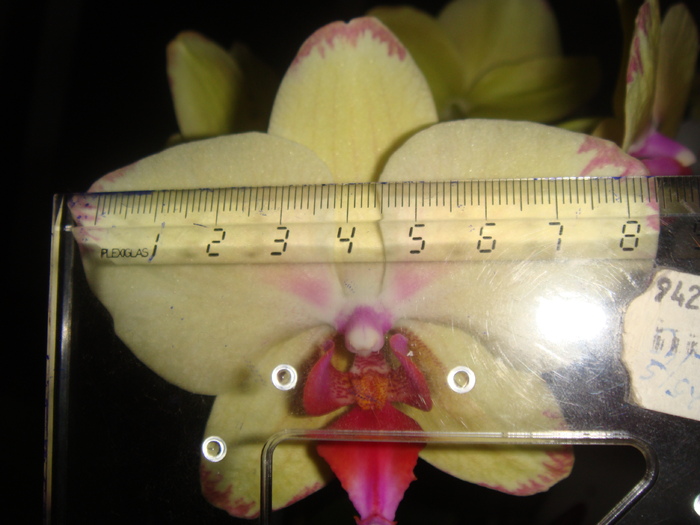 DSC01634 - Phalaenopsis