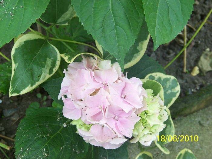 100B2630 - Hortensia