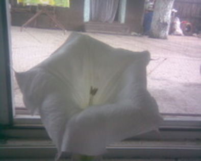 11396982_OSHKXLFQI - datura alba