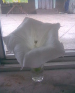 11396989_LUDDRNAEC - datura alba