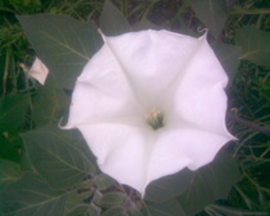 11396995_TRTLGMTQK - datura alba