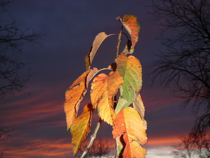 P1060614 - Gradina flori