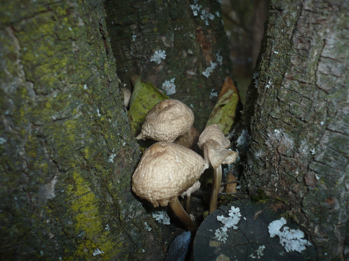 nu au avut loc pe jos