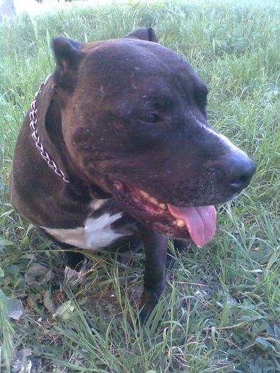 Image028 - Vito pitbull