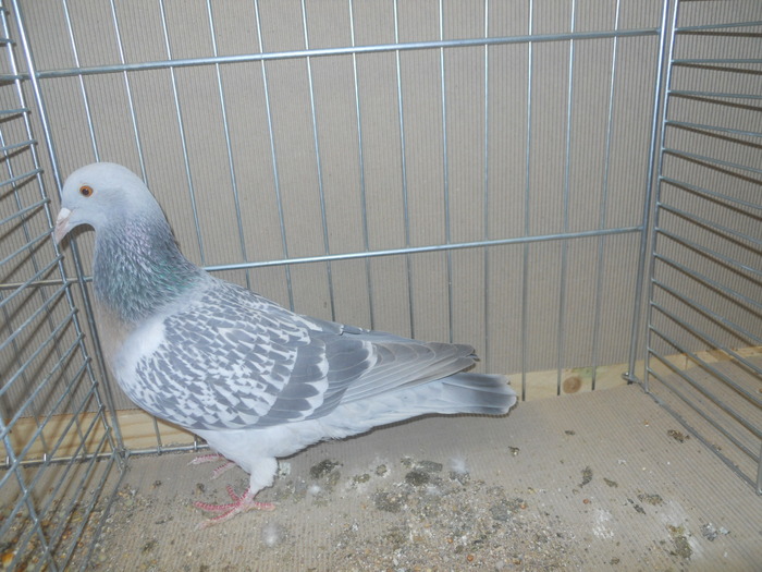 00417a ciocarlie de coburg