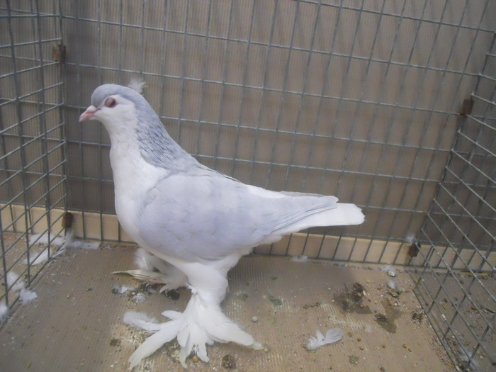 00959a - 1517 1 forma 1