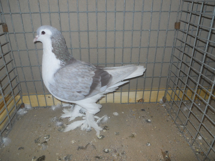 01068a - 1517 1 forma 1