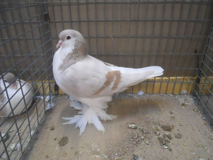 01074a - 1517 1 forma 1