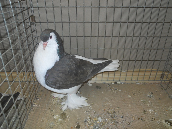 01087a - 1517 1 forma 1