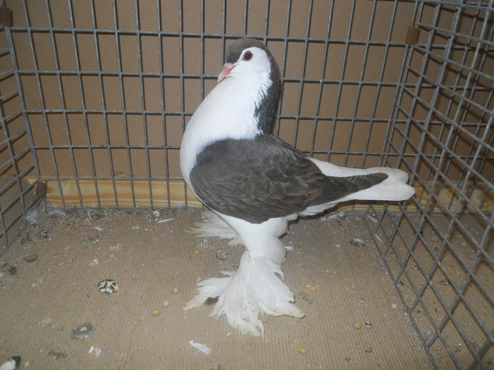 01092a - 1517 1 forma 1