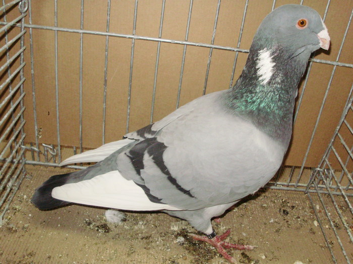 02711a syrian dewlap - 1517 2 forma 2