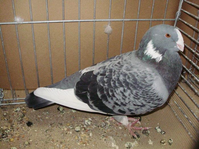 02714a - 1517 2 forma 2