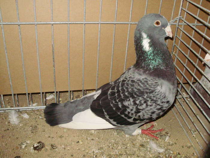 02732a - 1517 2 forma 2