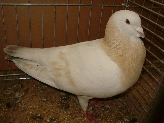 02740a basra dewlap - 1517 2 forma 2