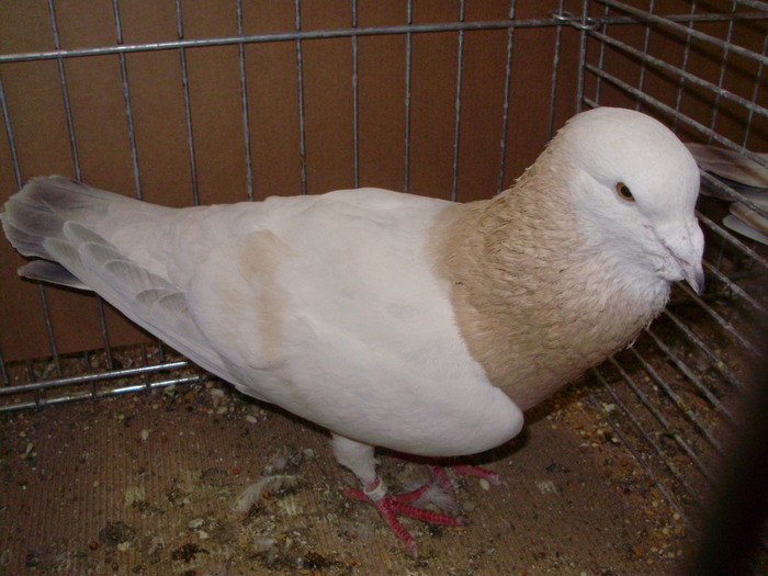 02741a - 1517 2 forma 2