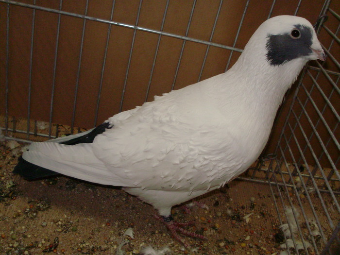 02761a - 1517 2 forma 2