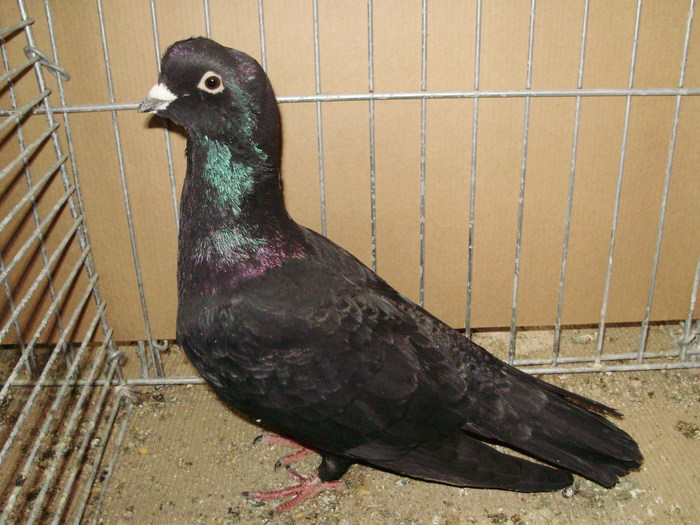 02767a abu abse - 1517 2 forma 2