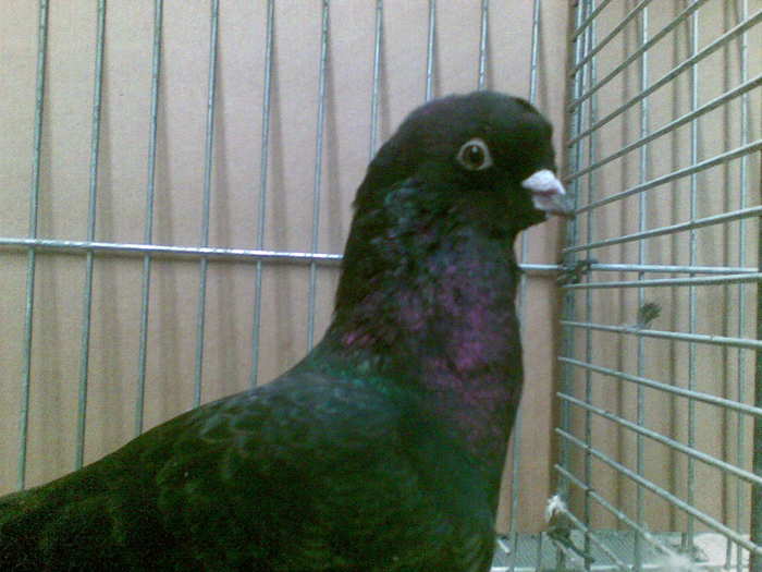 02770e - 1517 2 forma 2