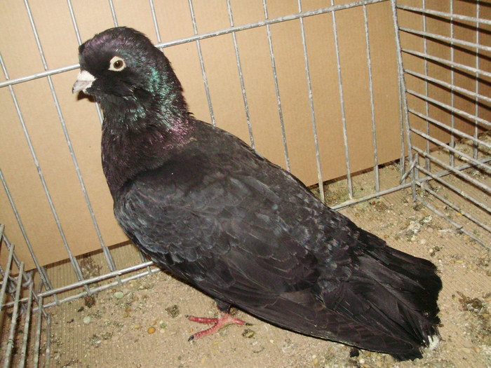 02773b - 1517 2 forma 2