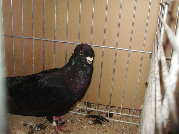 02777c - 1517 2 forma 2