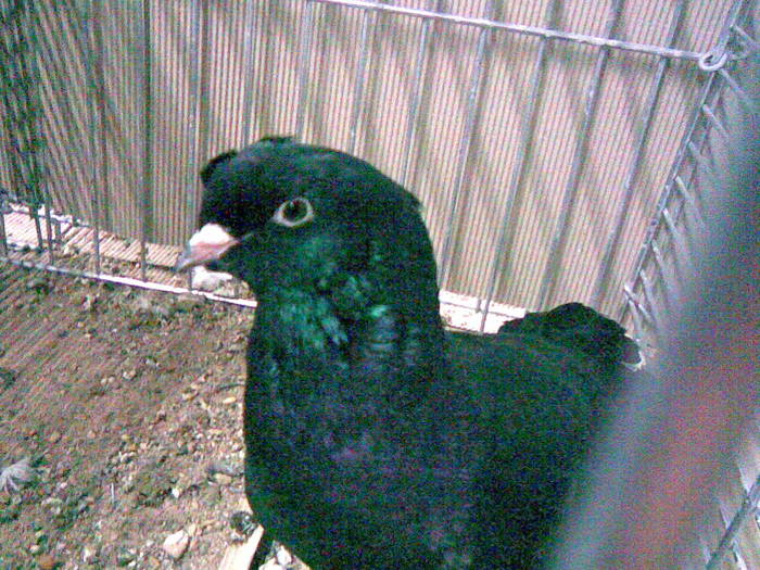 02779c - 1517 2 forma 2