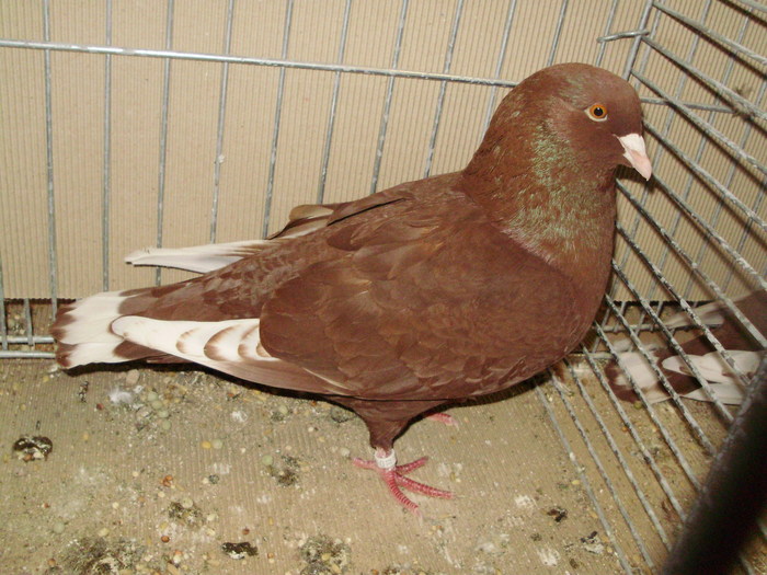 02816a - 1517 2 forma 2