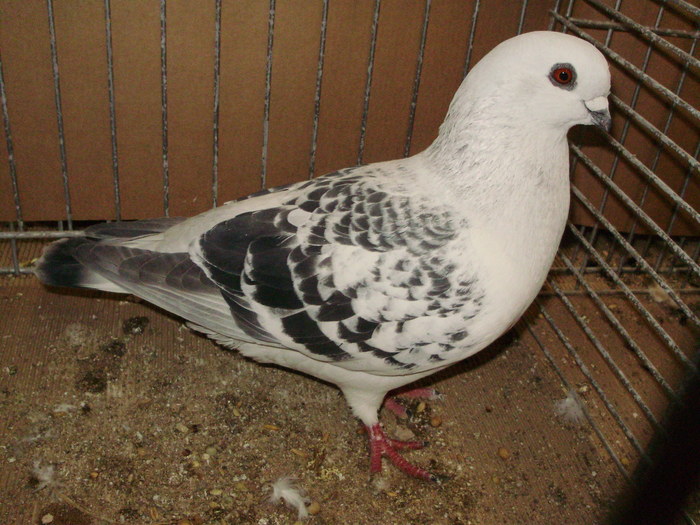 02955a porumbel de damasc