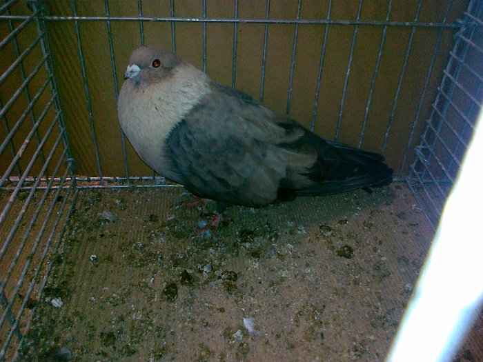 02960a - 1517 2 forma 2