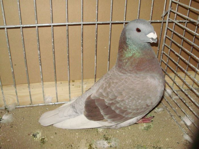 03371a - 1517 2 forma 2