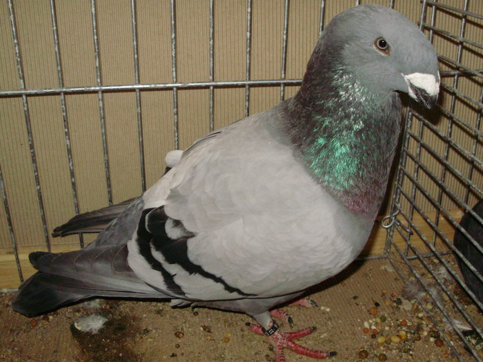 03605a - 1517 2 forma 2