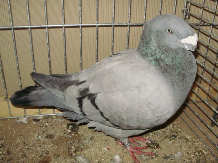 03607a - 1517 2 forma 2