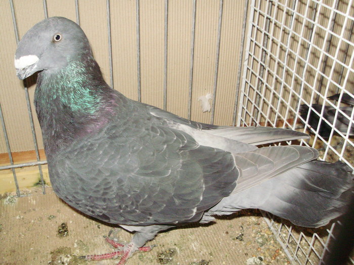 03612a - 1517 2 forma 2