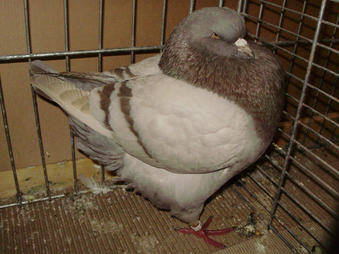 05459a - 1517 3 carunculati gaina