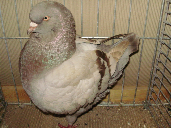 05481a - 1517 3 carunculati gaina